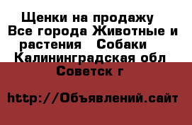 Щенки на продажу - Все города Животные и растения » Собаки   . Калининградская обл.,Советск г.